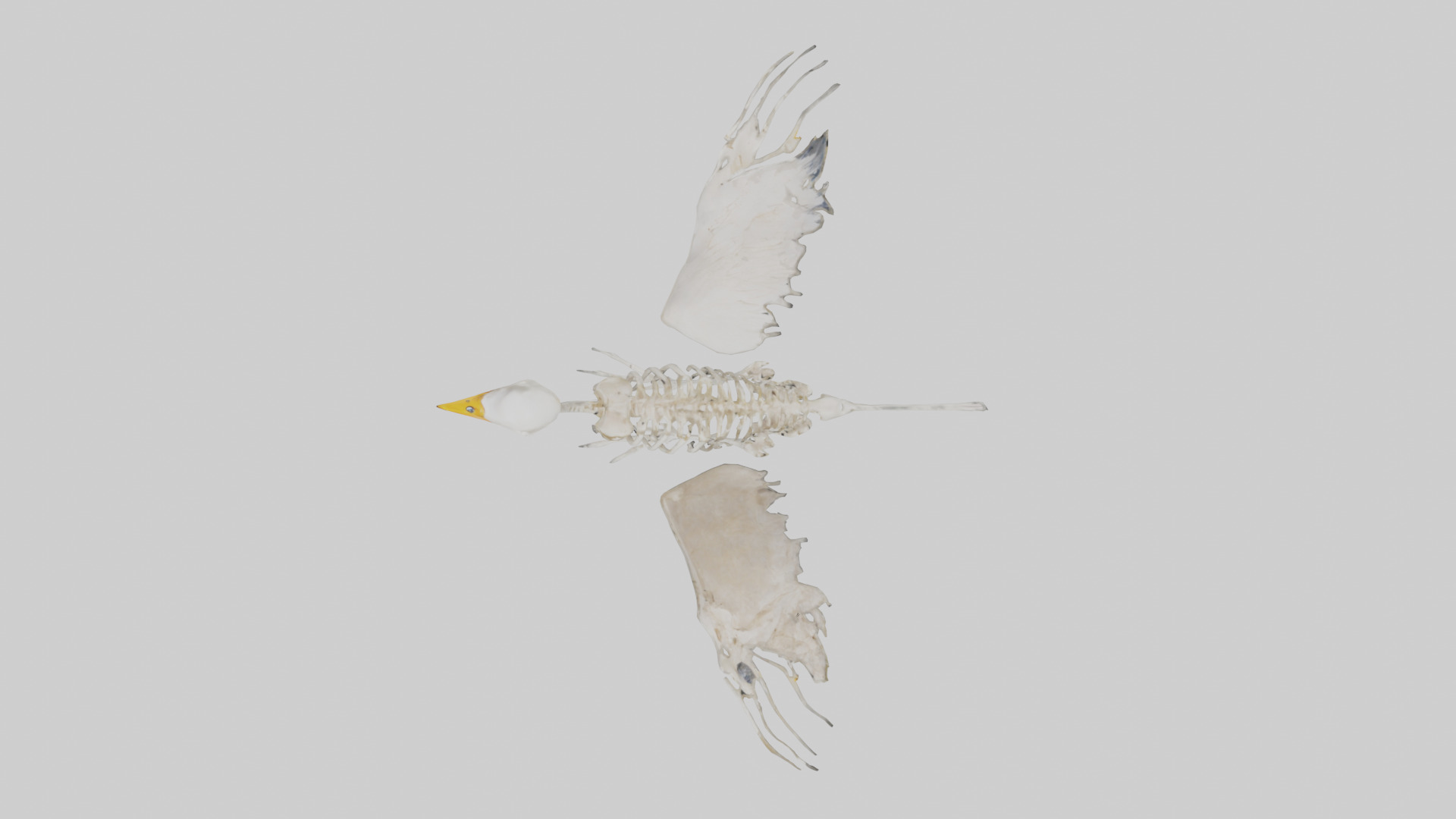 Duck Skeleton model Low-poly 3D model_14