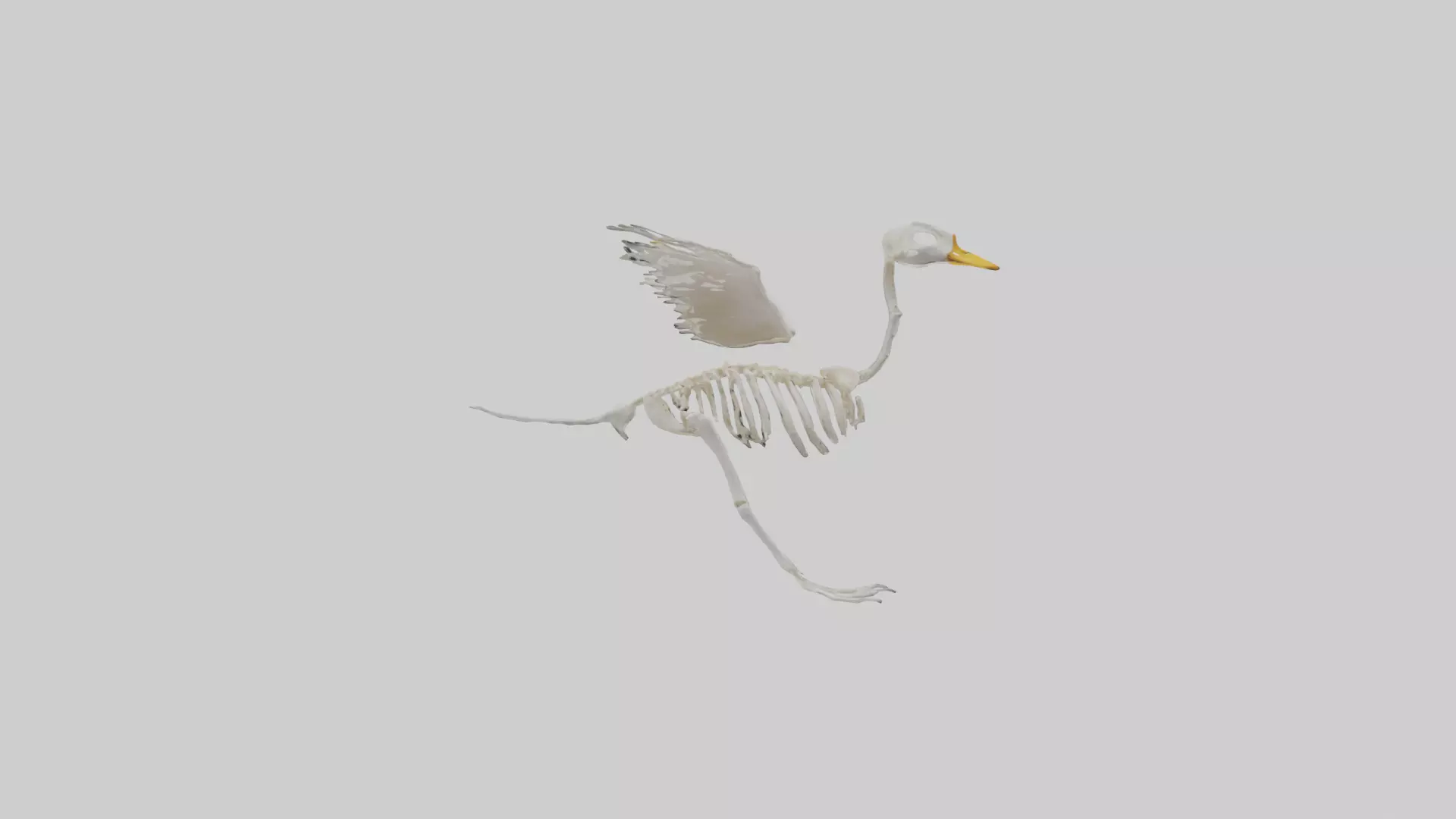 Duck Skeleton model Low-poly 3D model_0