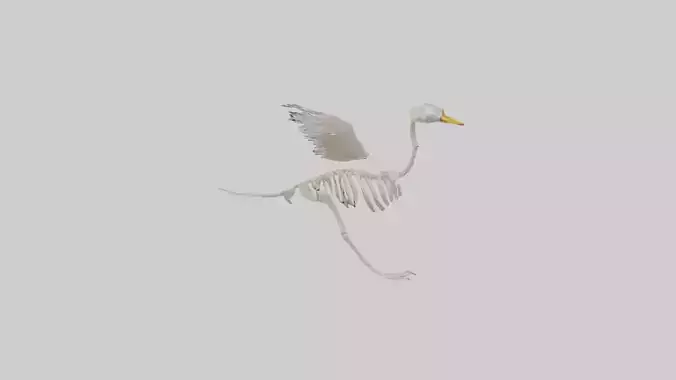 Duck Skeleton model