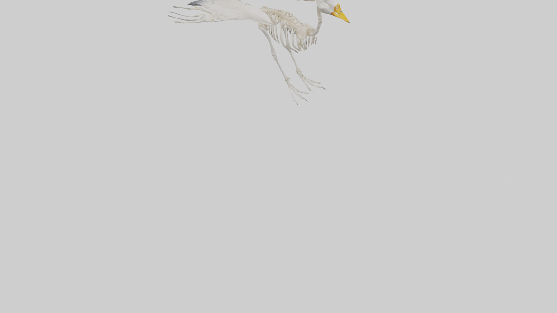 Duck Skeleton model Low-poly 3D model_4