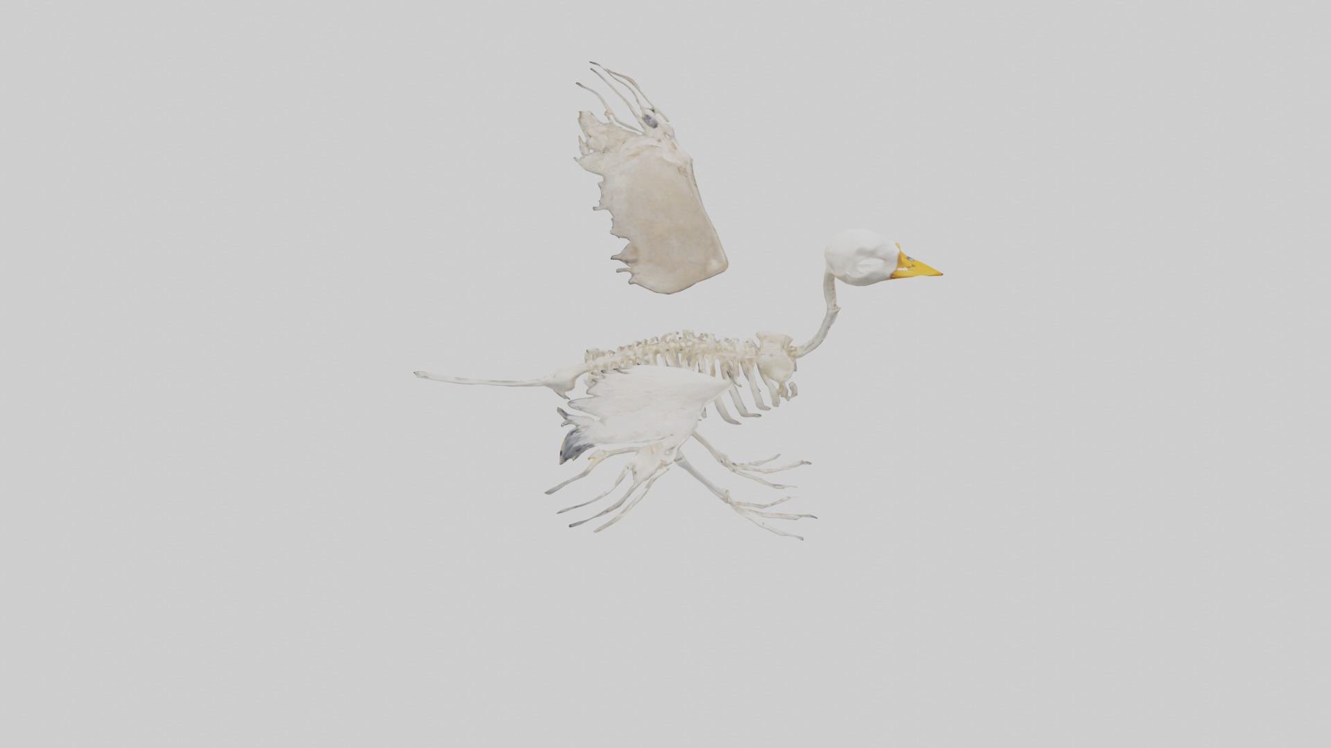 Duck Skeleton model Low-poly 3D model_15