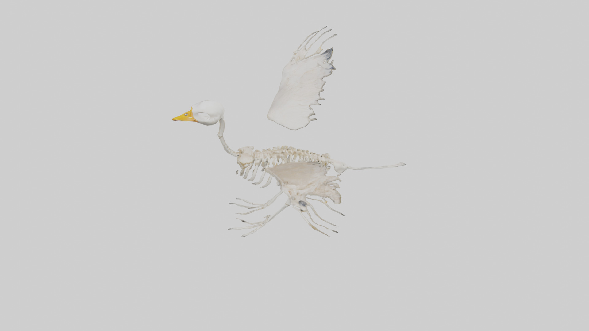 Duck Skeleton model Low-poly 3D model_16