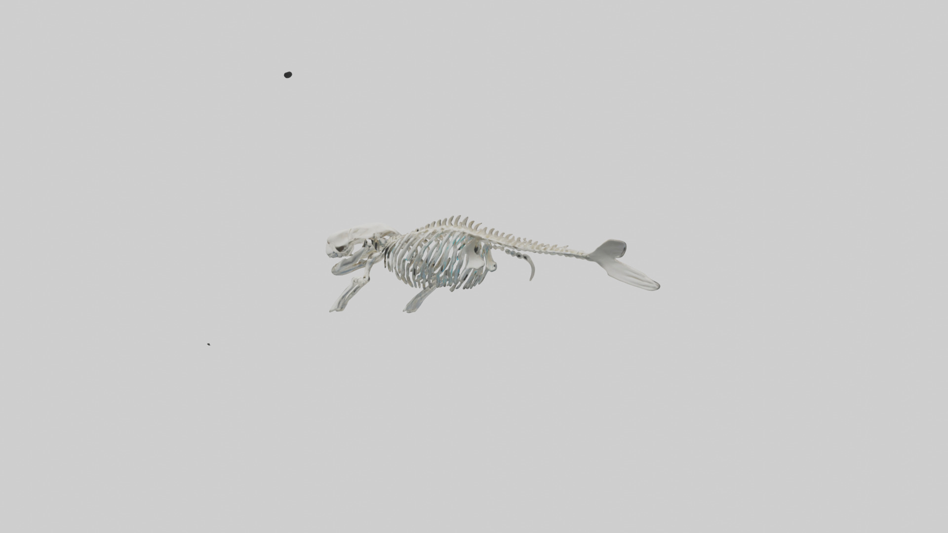 Dugong Skeleton model Low-poly 3D model_10