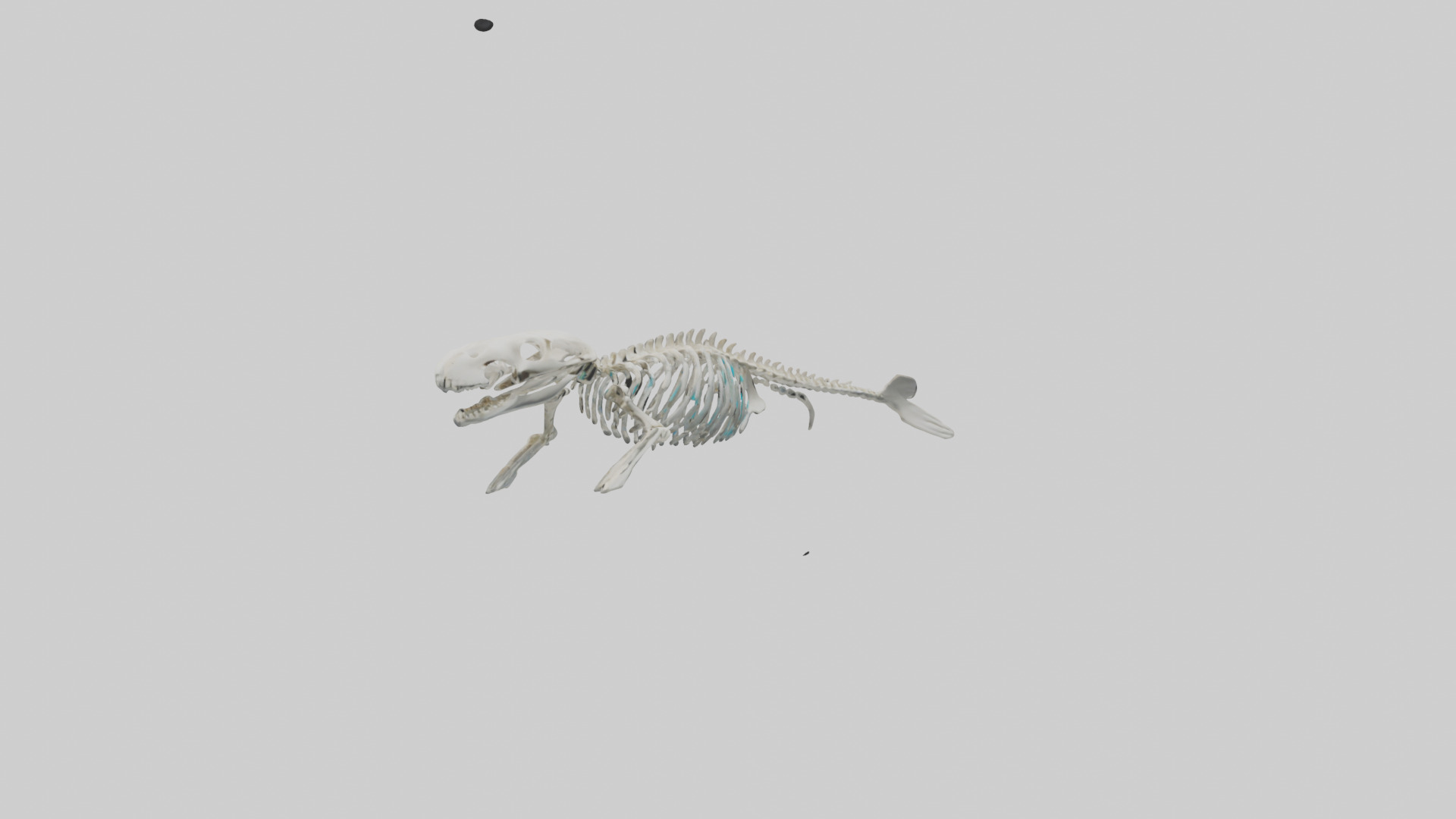 Dugong Skeleton model Low-poly 3D model_9