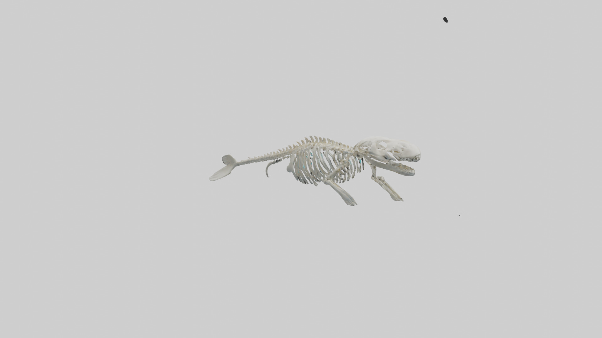 Dugong Skeleton model Low-poly 3D model_4