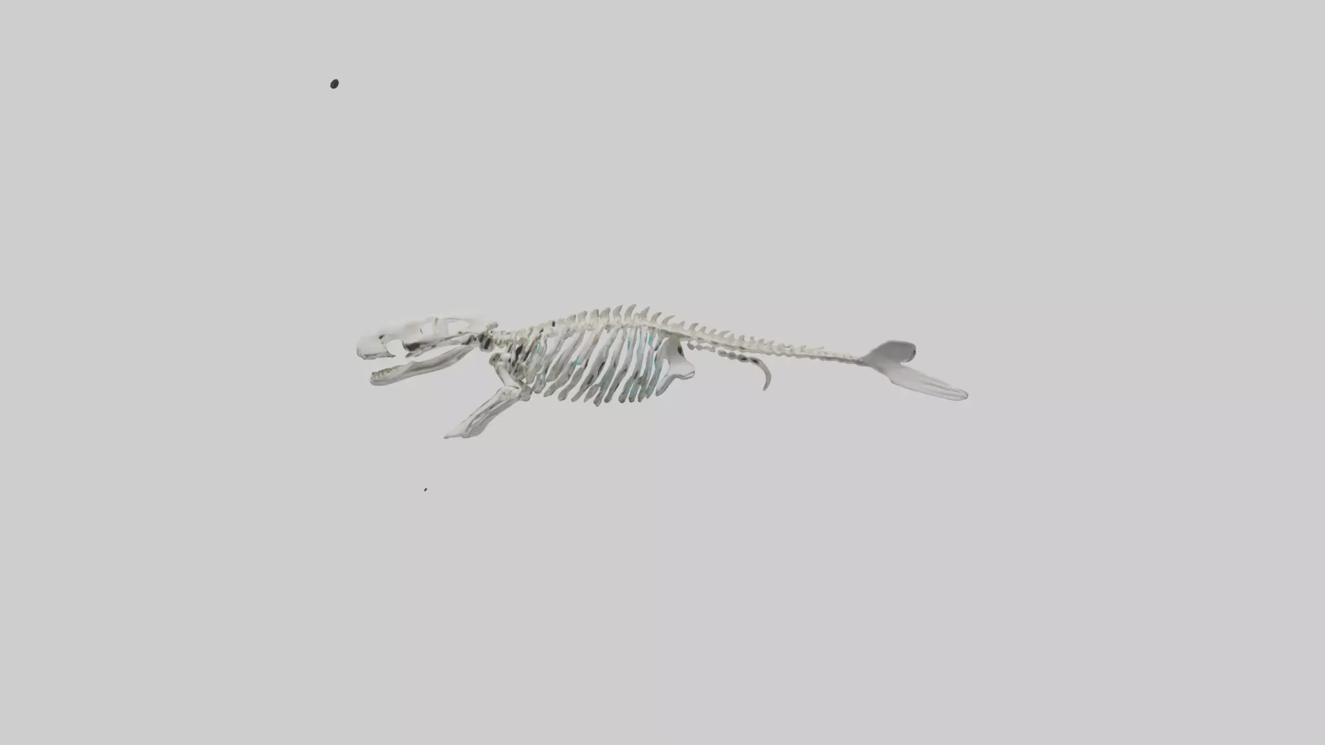 Dugong Skeleton model Low-poly 3D model_0