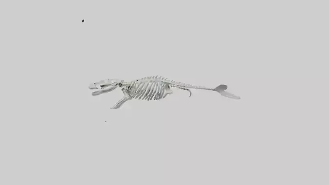 Dugong Skeleton model