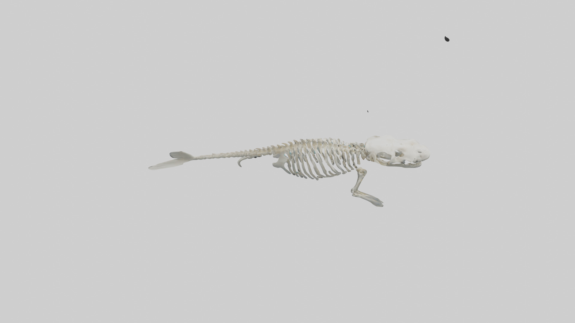 Dugong Skeleton model Low-poly 3D model_1