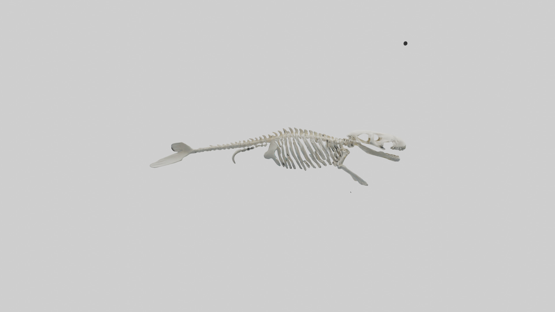 Dugong Skeleton model Low-poly 3D model_2