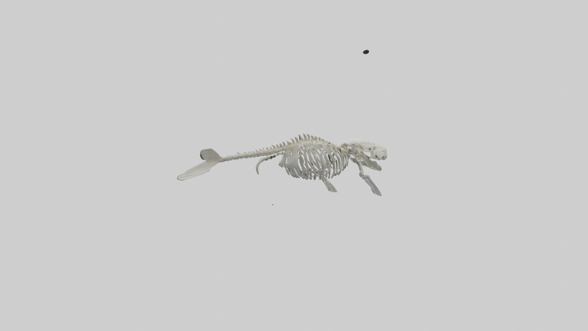 Dugong Skeleton model Low-poly 3D model_3