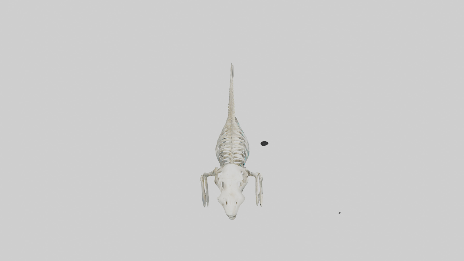 Dugong Skeleton model Low-poly 3D model_18