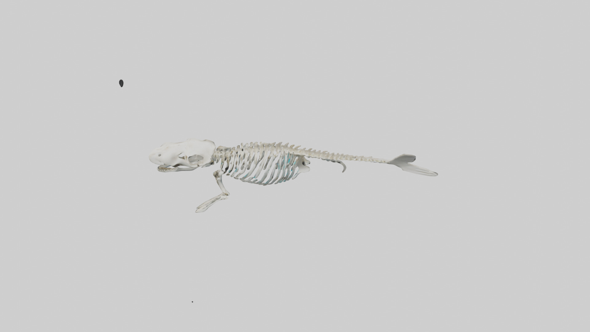 Dugong Skeleton model Low-poly 3D model_16