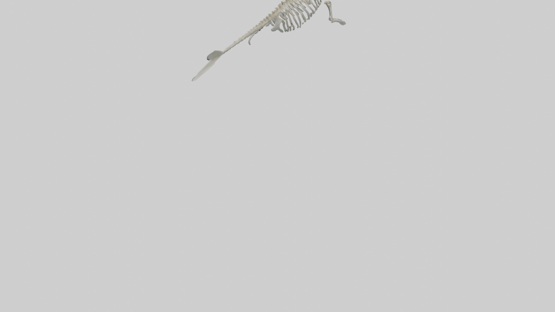 Dugong Skeleton model Low-poly 3D model_5