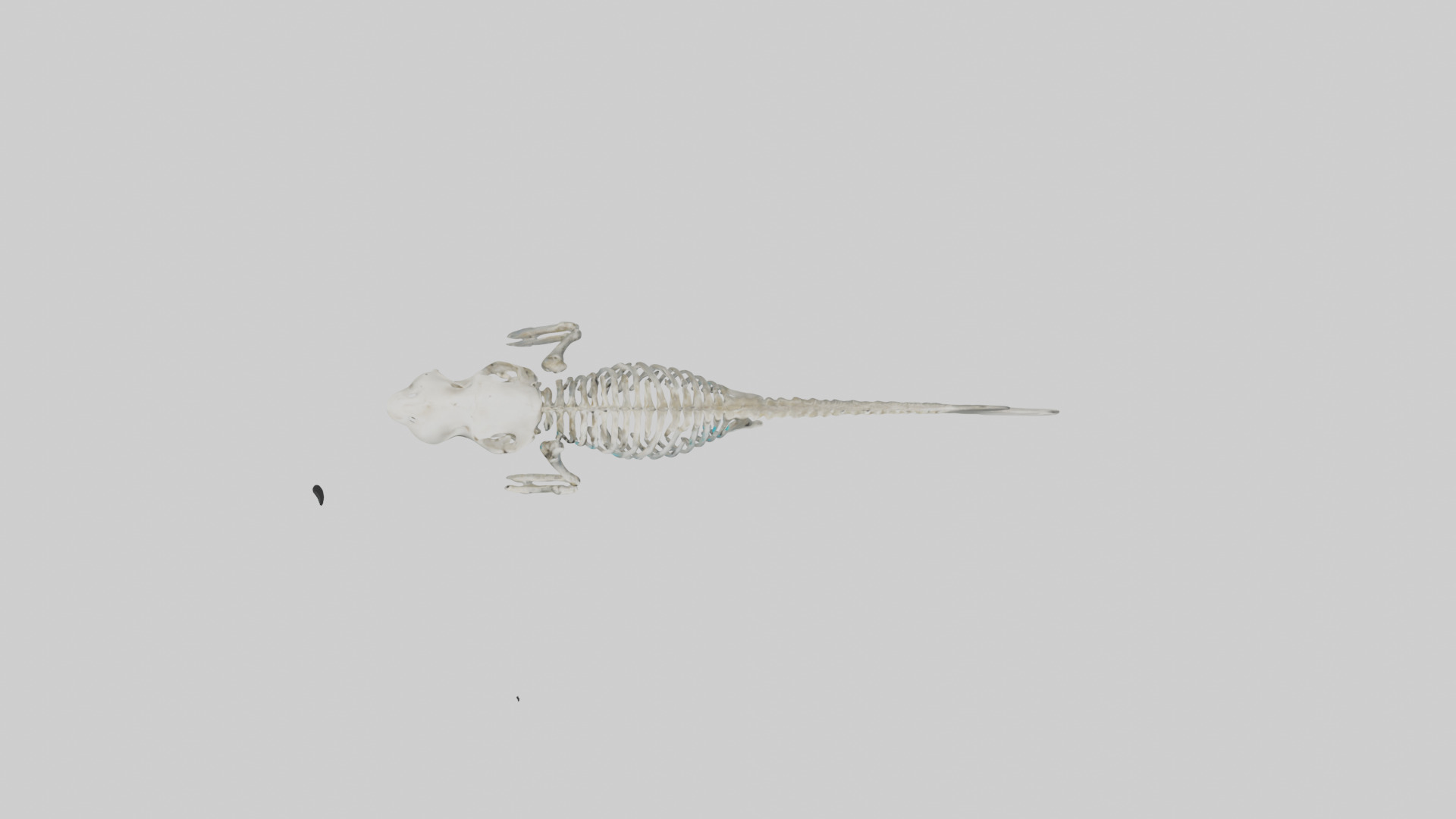 Dugong Skeleton model Low-poly 3D model_15