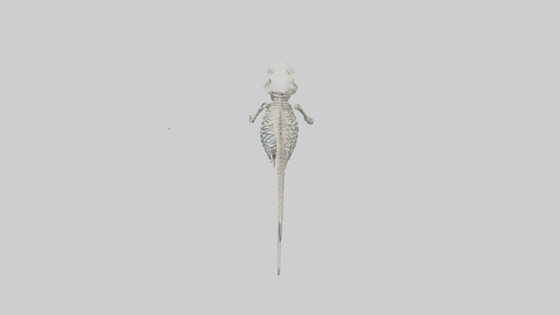 Dugong Skeleton model Low-poly 3D model_17