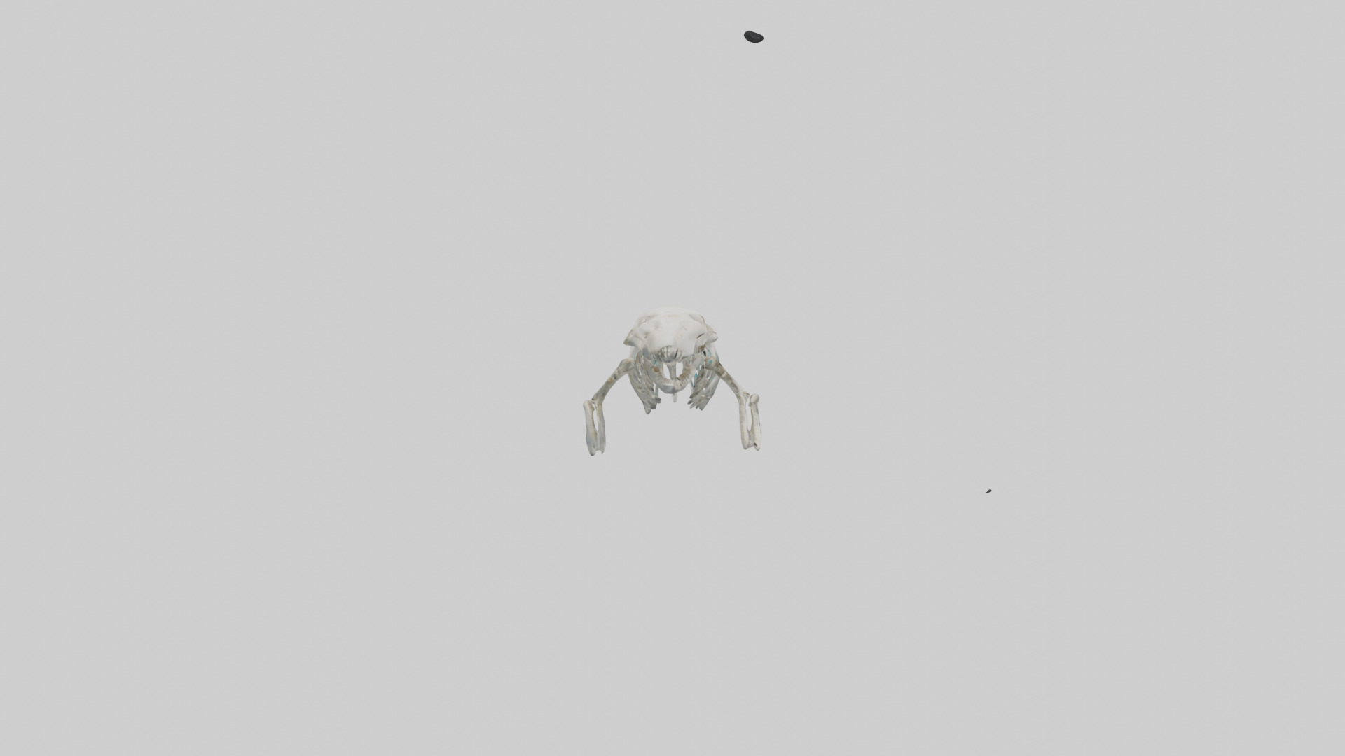 Dugong Skeleton model Low-poly 3D model_14