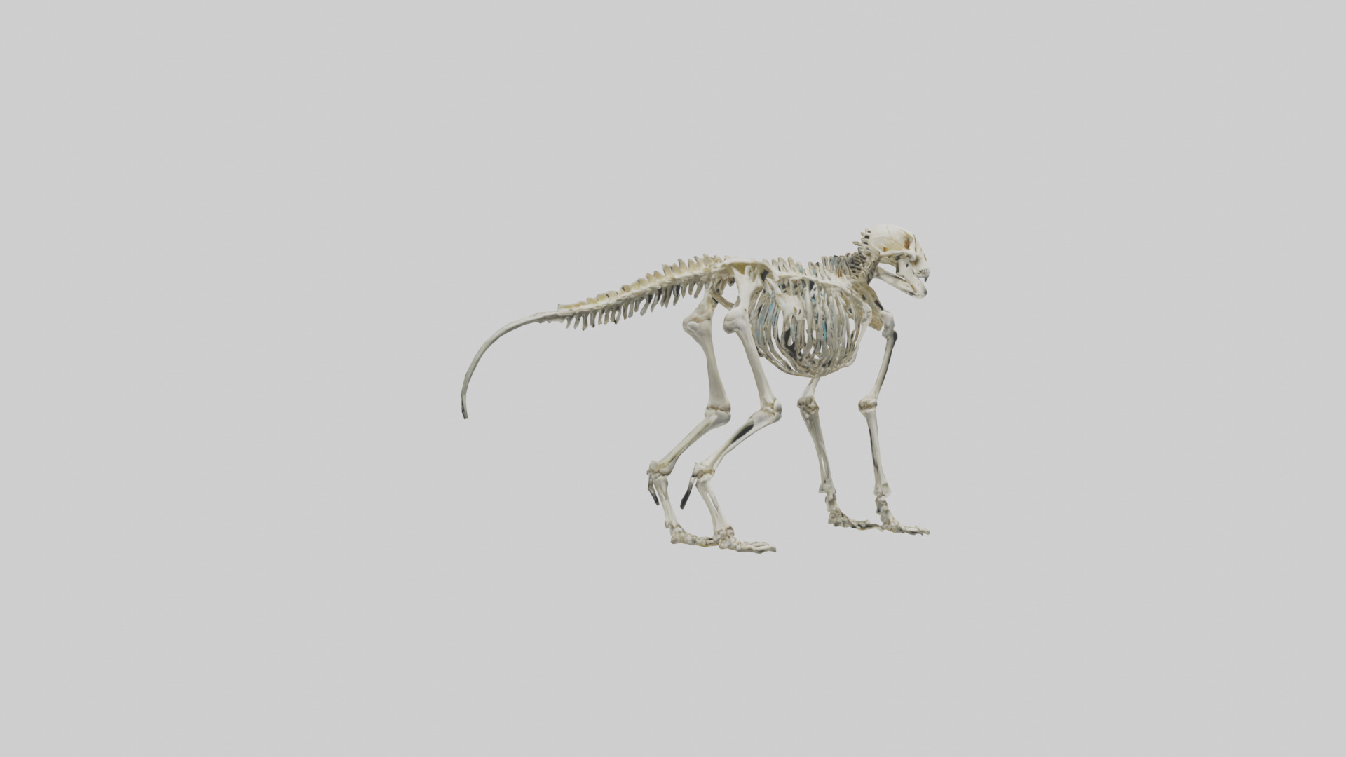Eryops Skeleton model Low-poly 3D model_11
