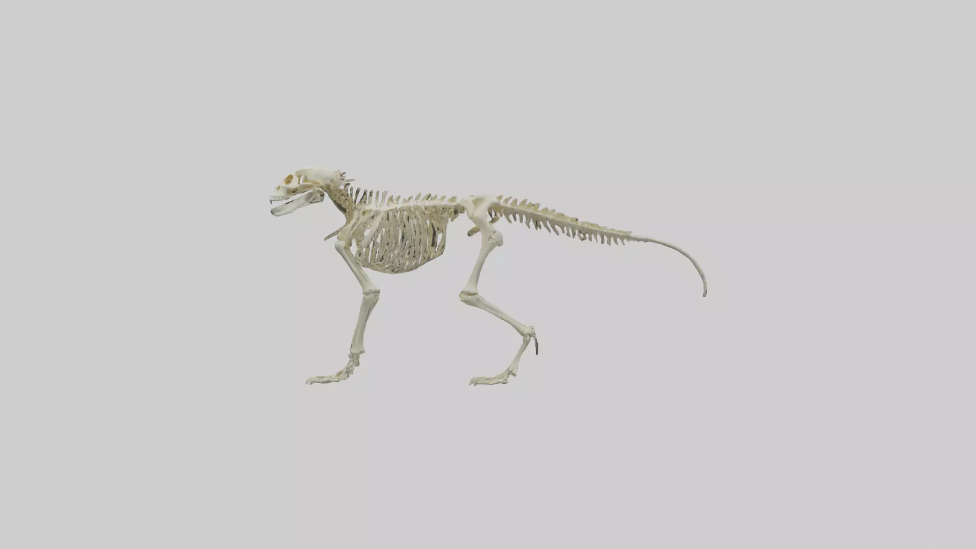Eryops Skeleton model Low-poly 3D model_0