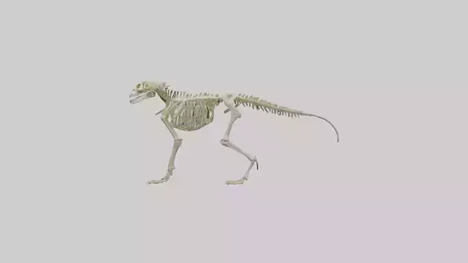 Eryops Skeleton model