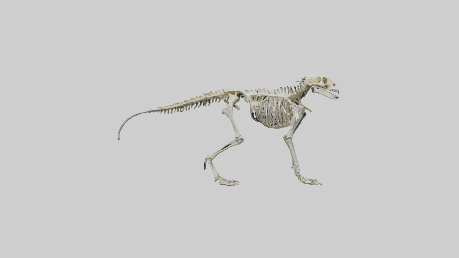 Eryops Skeleton model Low-poly 3D model_9