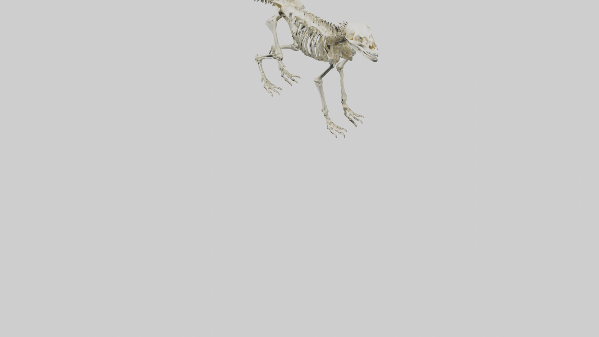 Eryops Skeleton model Low-poly 3D model_5