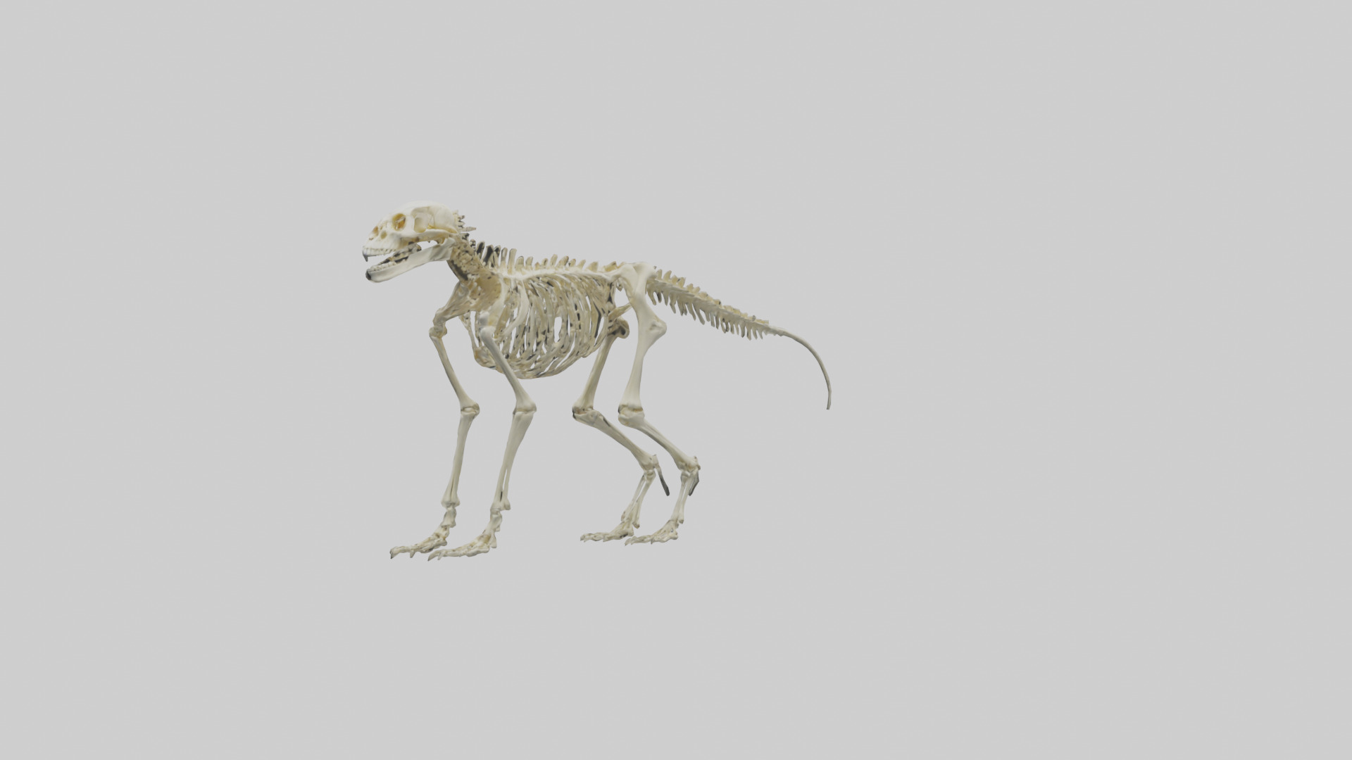 Eryops Skeleton model Low-poly 3D model_1