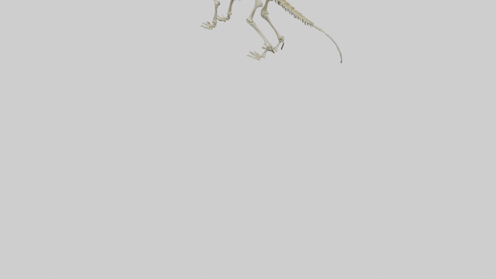 Eryops Skeleton model Low-poly 3D model_4