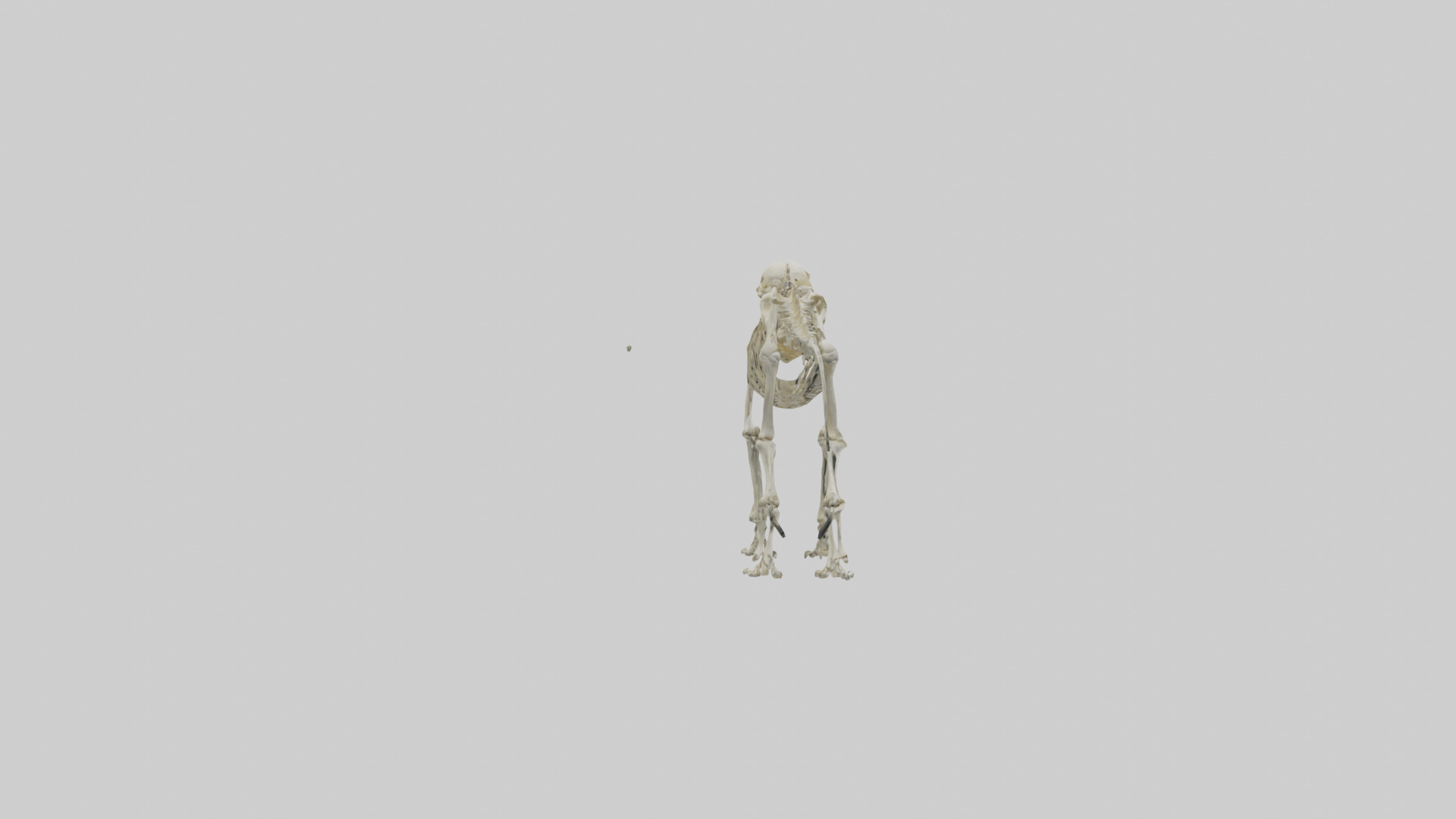 Eryops Skeleton model Low-poly 3D model_13