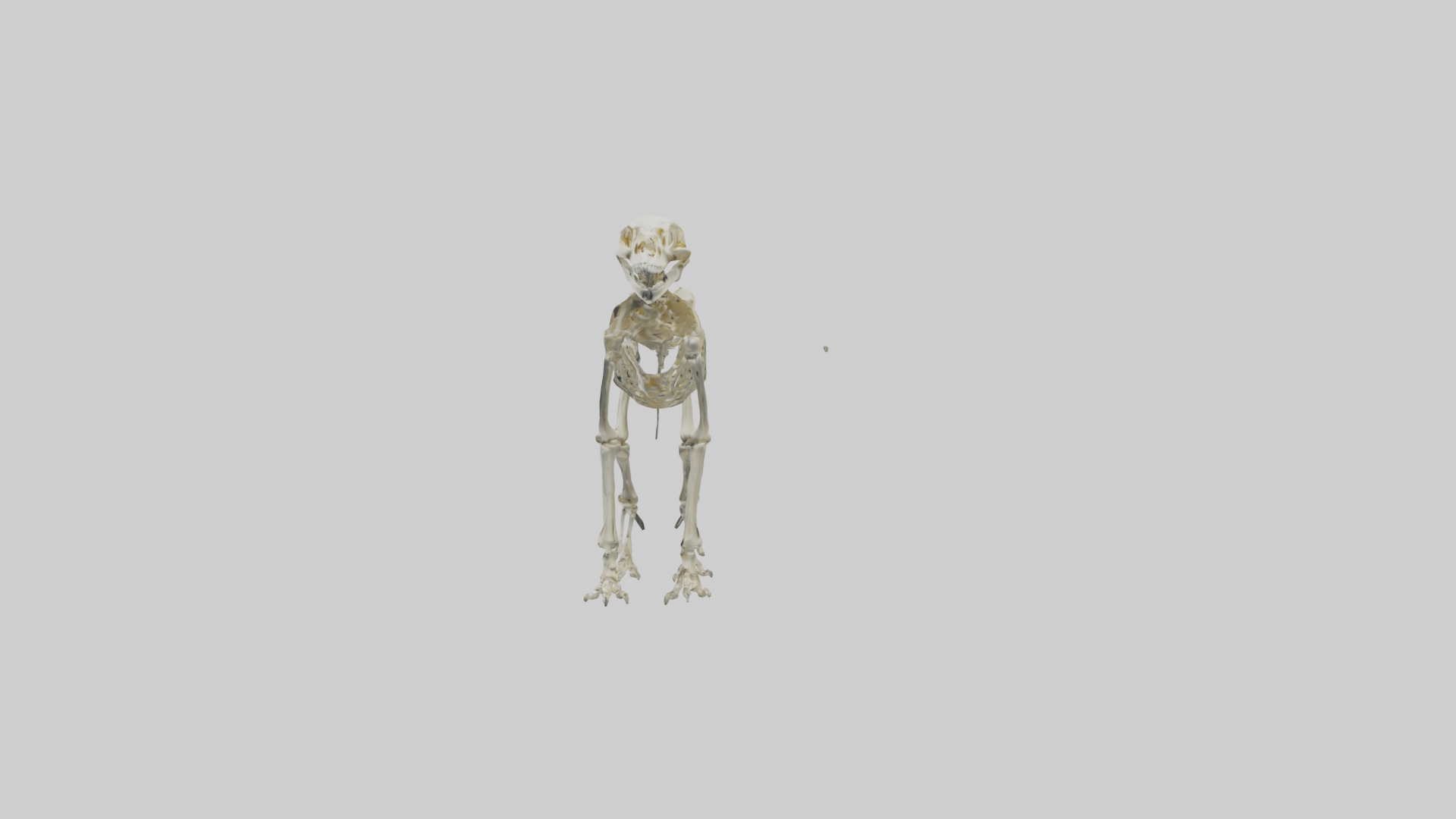 Eryops Skeleton model Low-poly 3D model_12