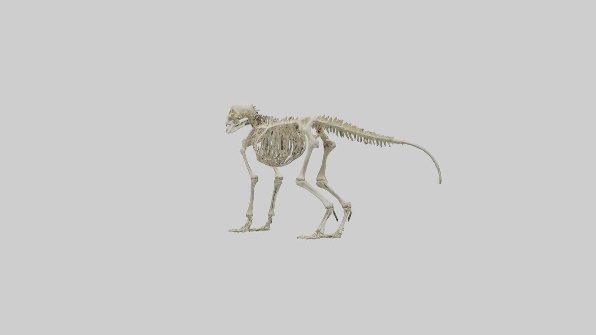 Eryops Skeleton model Low-poly 3D model_2