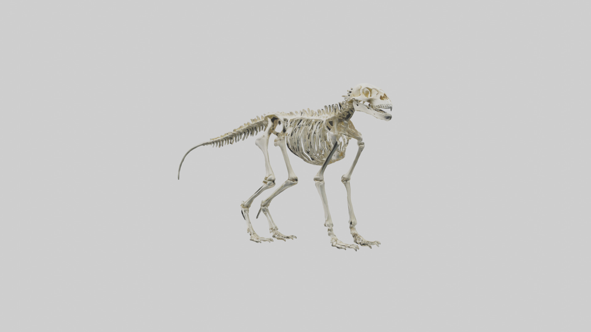 Eryops Skeleton model Low-poly 3D model_10