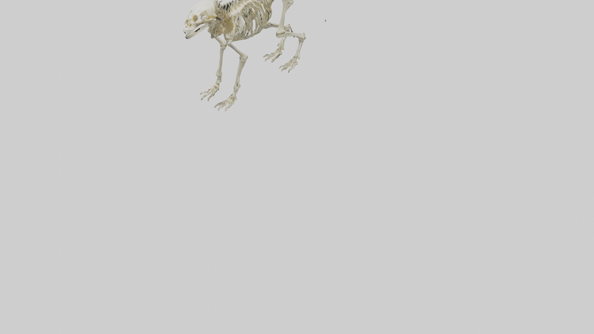 Eryops Skeleton model Low-poly 3D model_3