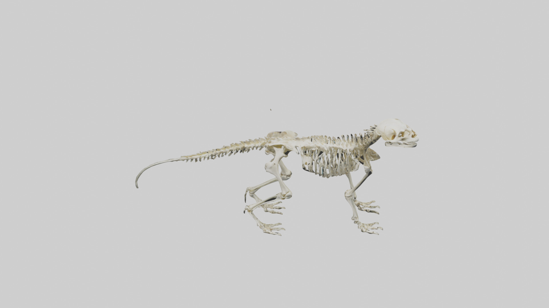 Eryops Skeleton model Low-poly 3D model_16