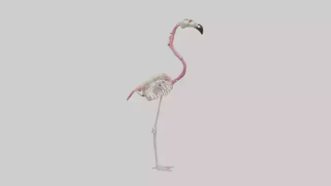 Flamingo Skeleton model Low-poly 3D model