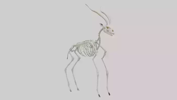 Gazelle Skeleton model