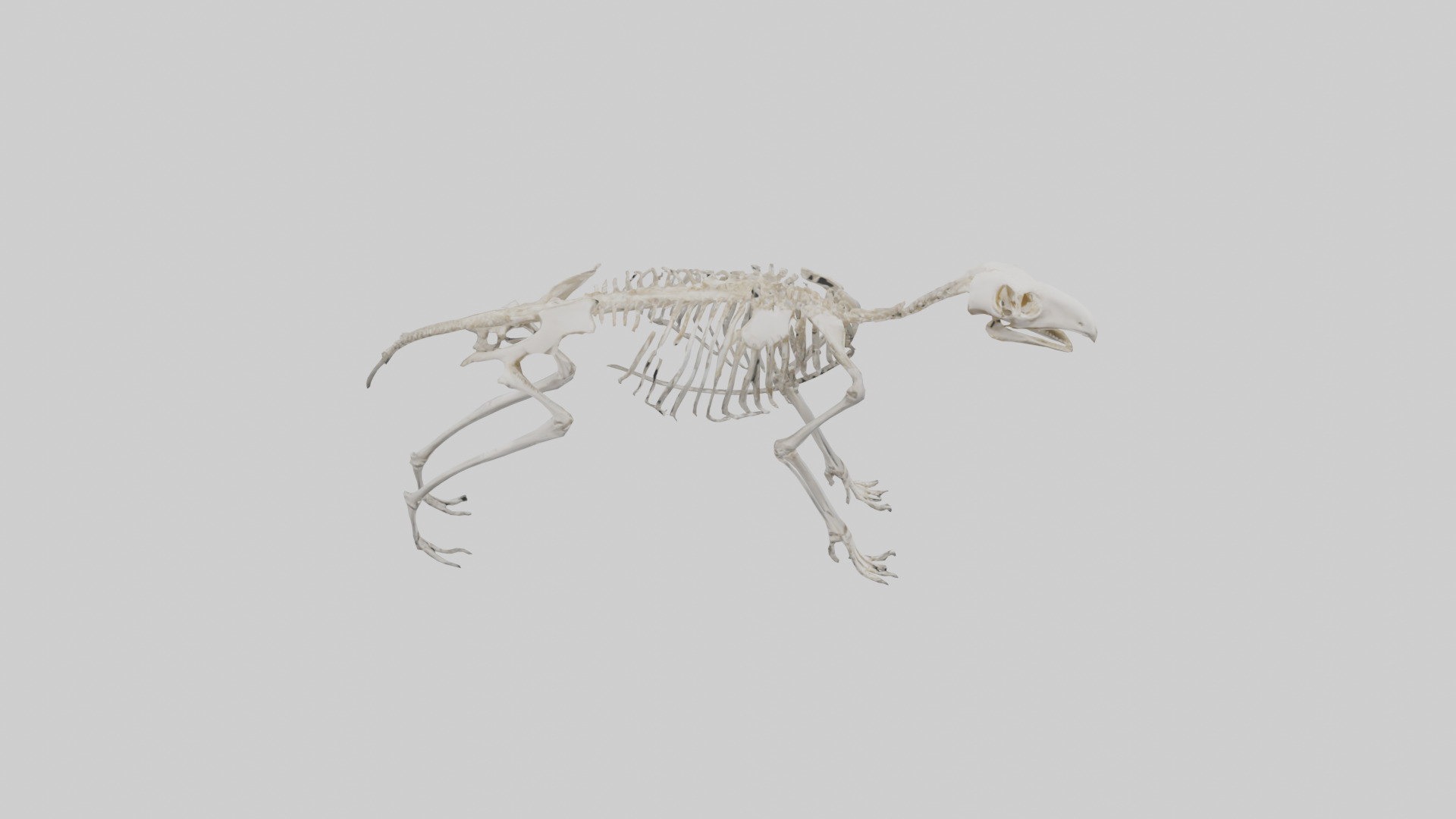 Giant Anteater Skeleton model Low-poly 3D model_18