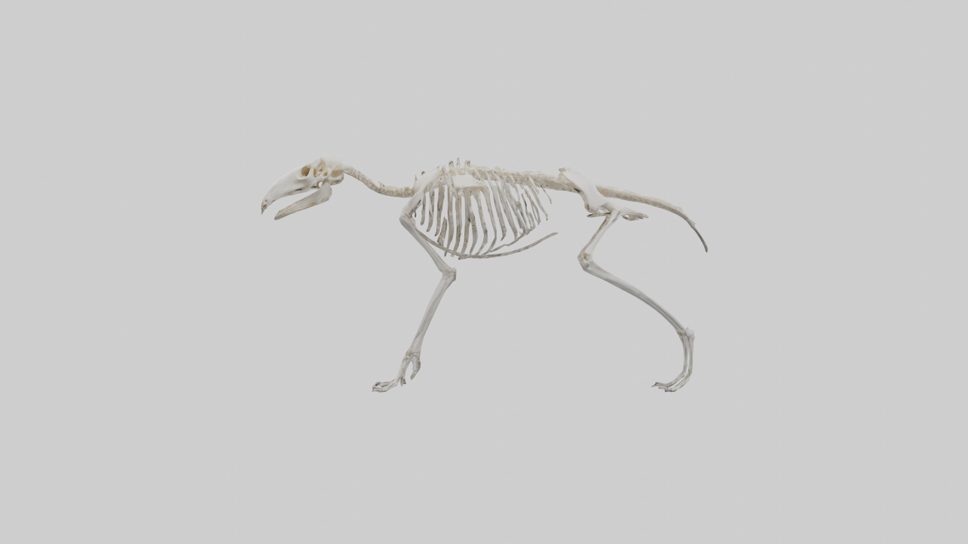 Giant Anteater Skeleton model Low-poly 3D model_12