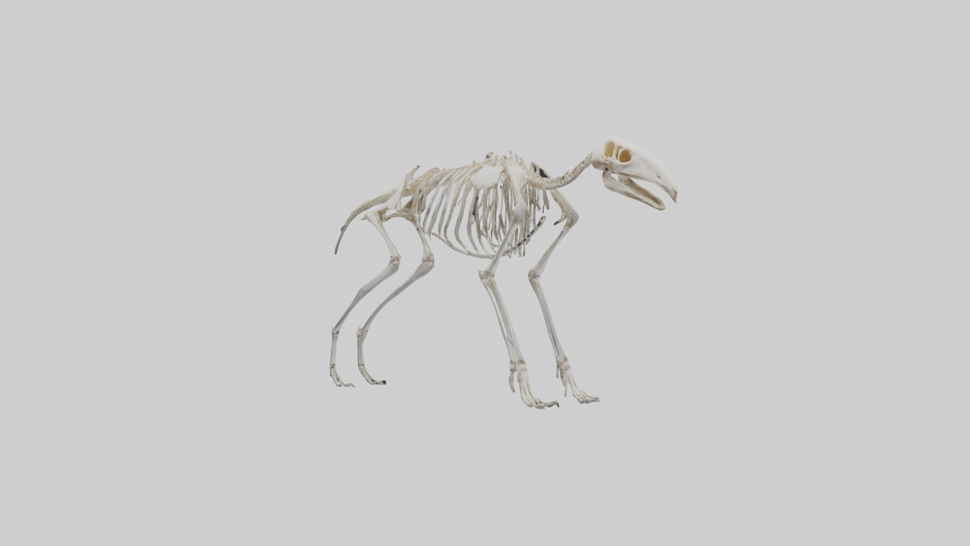 Giant Anteater Skeleton model Low-poly 3D model_11