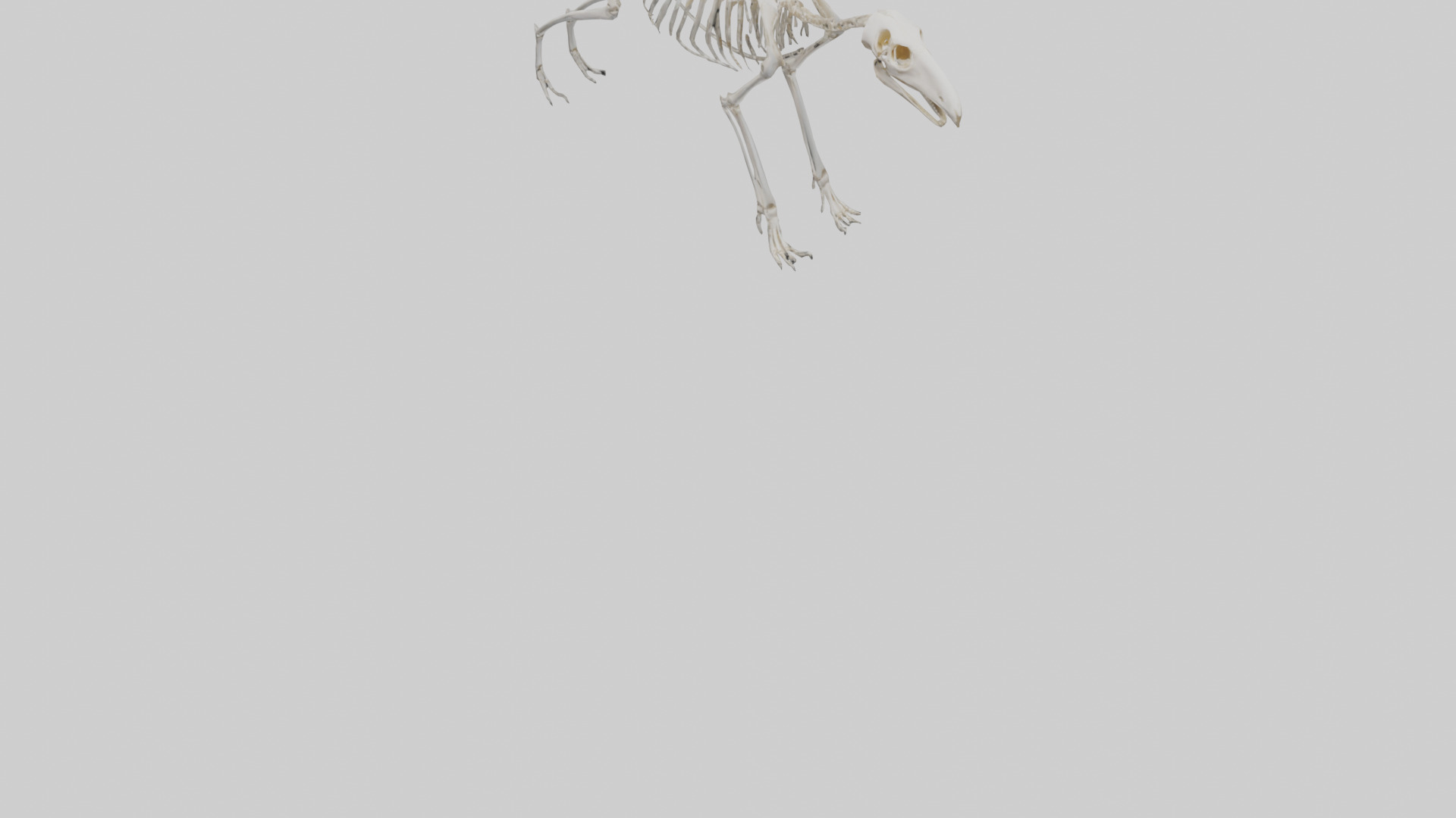 Giant Anteater Skeleton model Low-poly 3D model_8