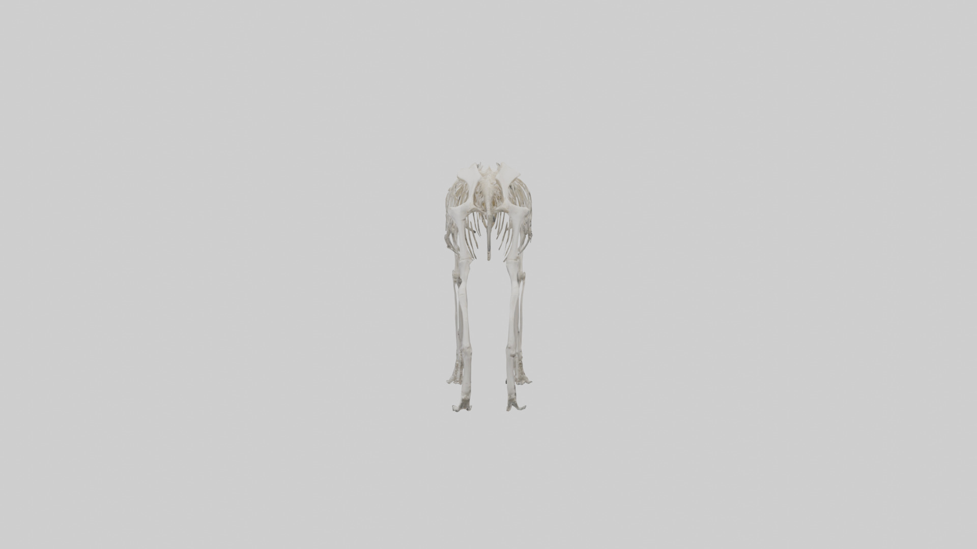 Giant Anteater Skeleton model Low-poly 3D model_2