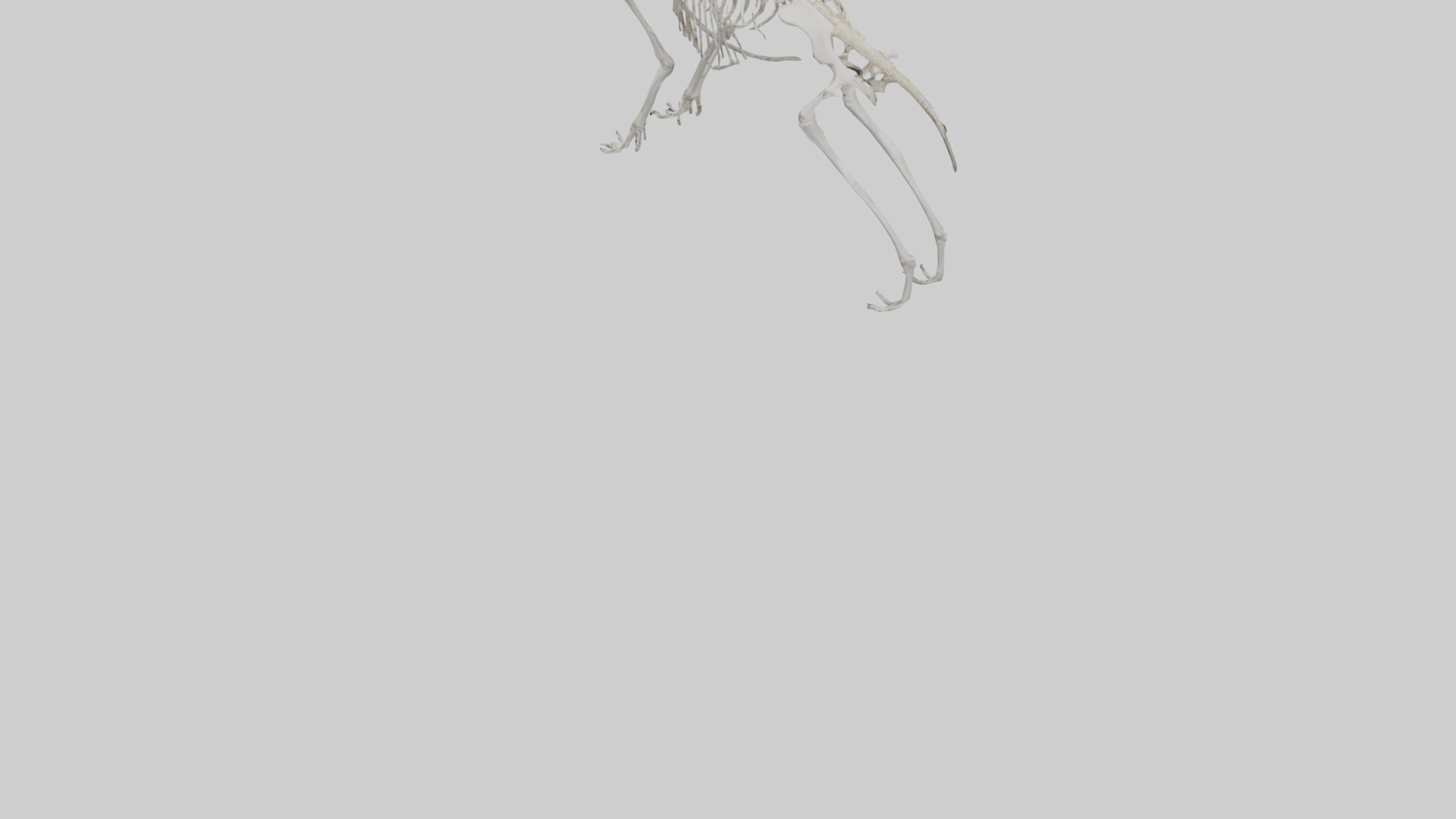 Giant Anteater Skeleton model Low-poly 3D model_5