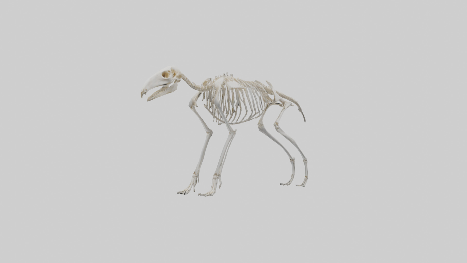 Giant Anteater Skeleton model Low-poly 3D model_10