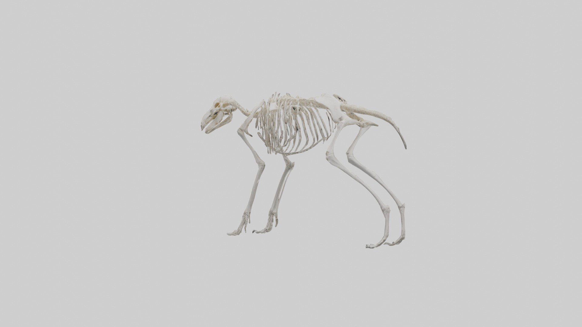 Giant Anteater Skeleton model Low-poly 3D model_3