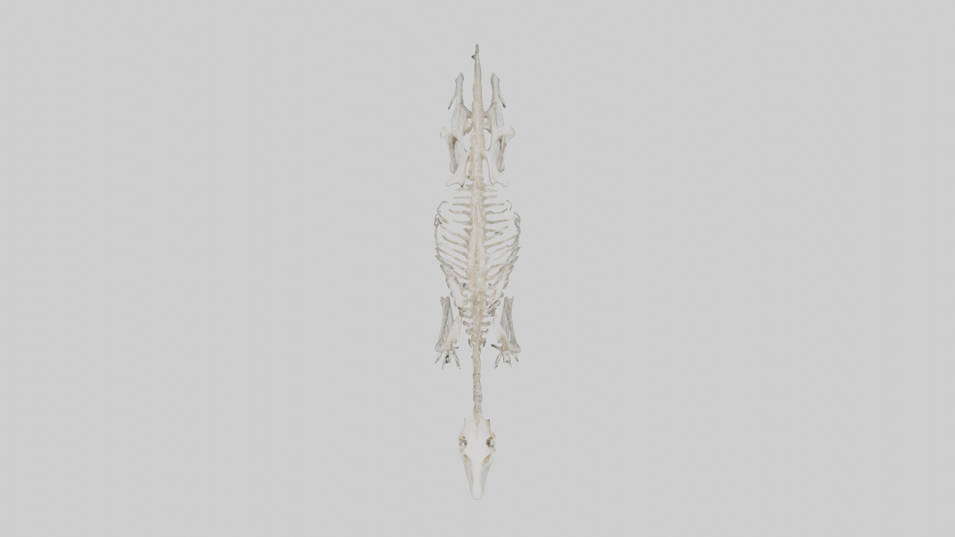 Giant Anteater Skeleton model Low-poly 3D model_14