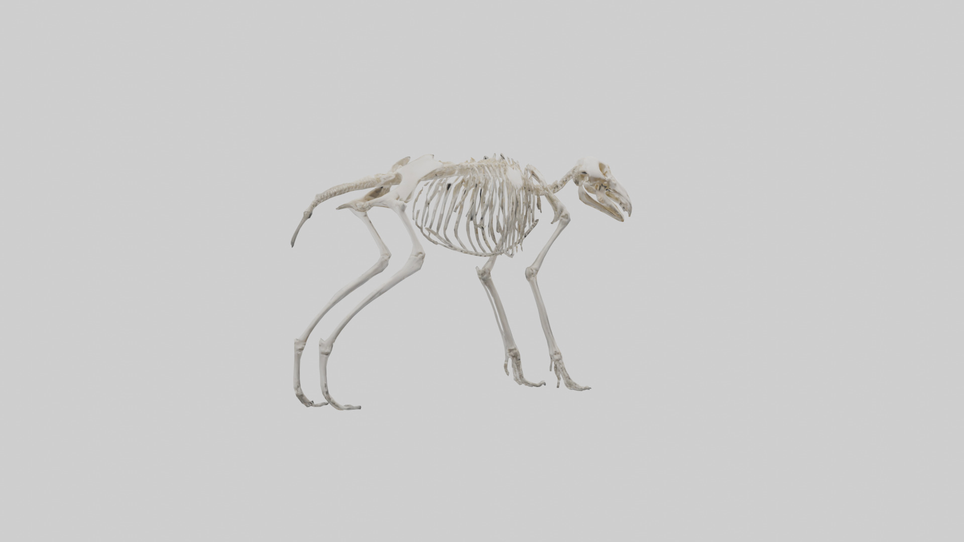 Giant Anteater Skeleton model Low-poly 3D model_4