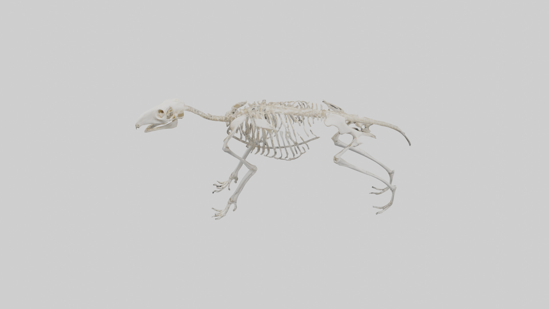 Giant Anteater Skeleton model Low-poly 3D model_17