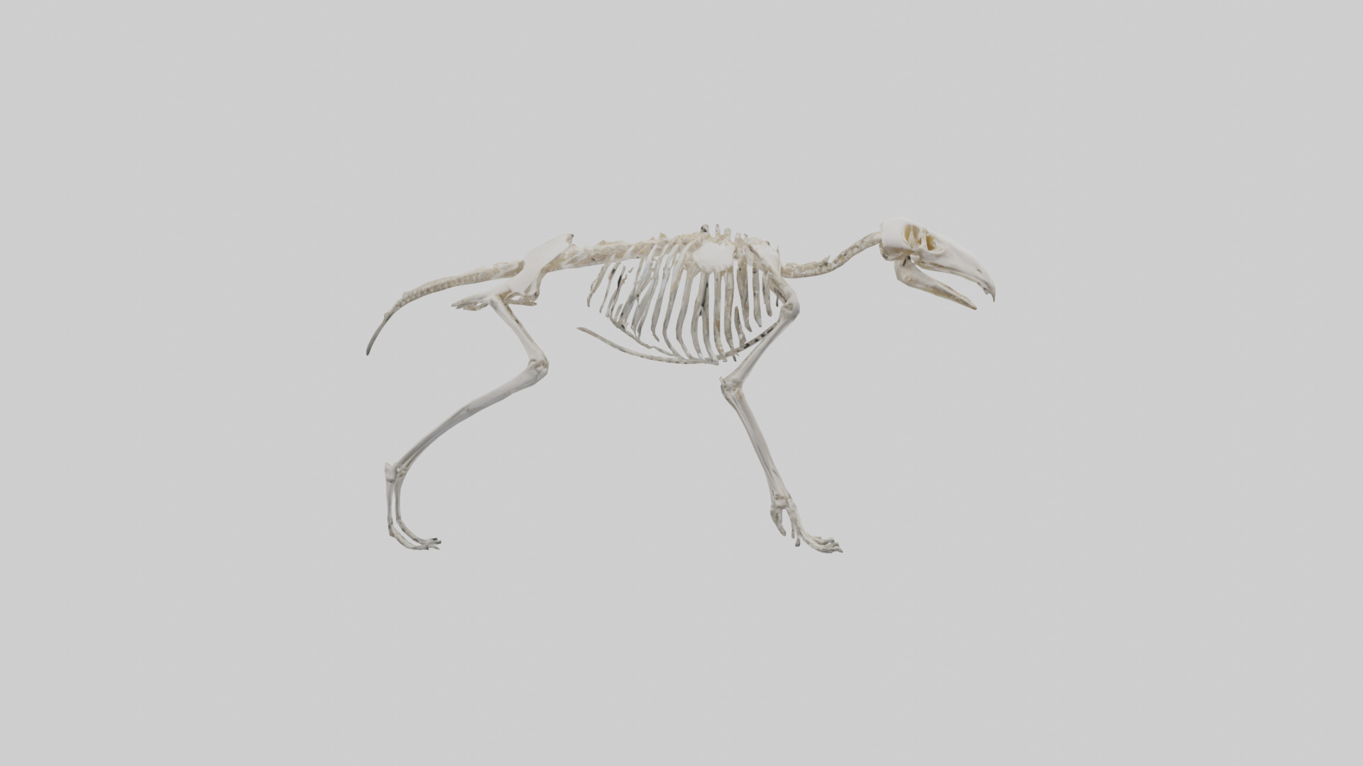 Giant Anteater Skeleton model Low-poly 3D model_13