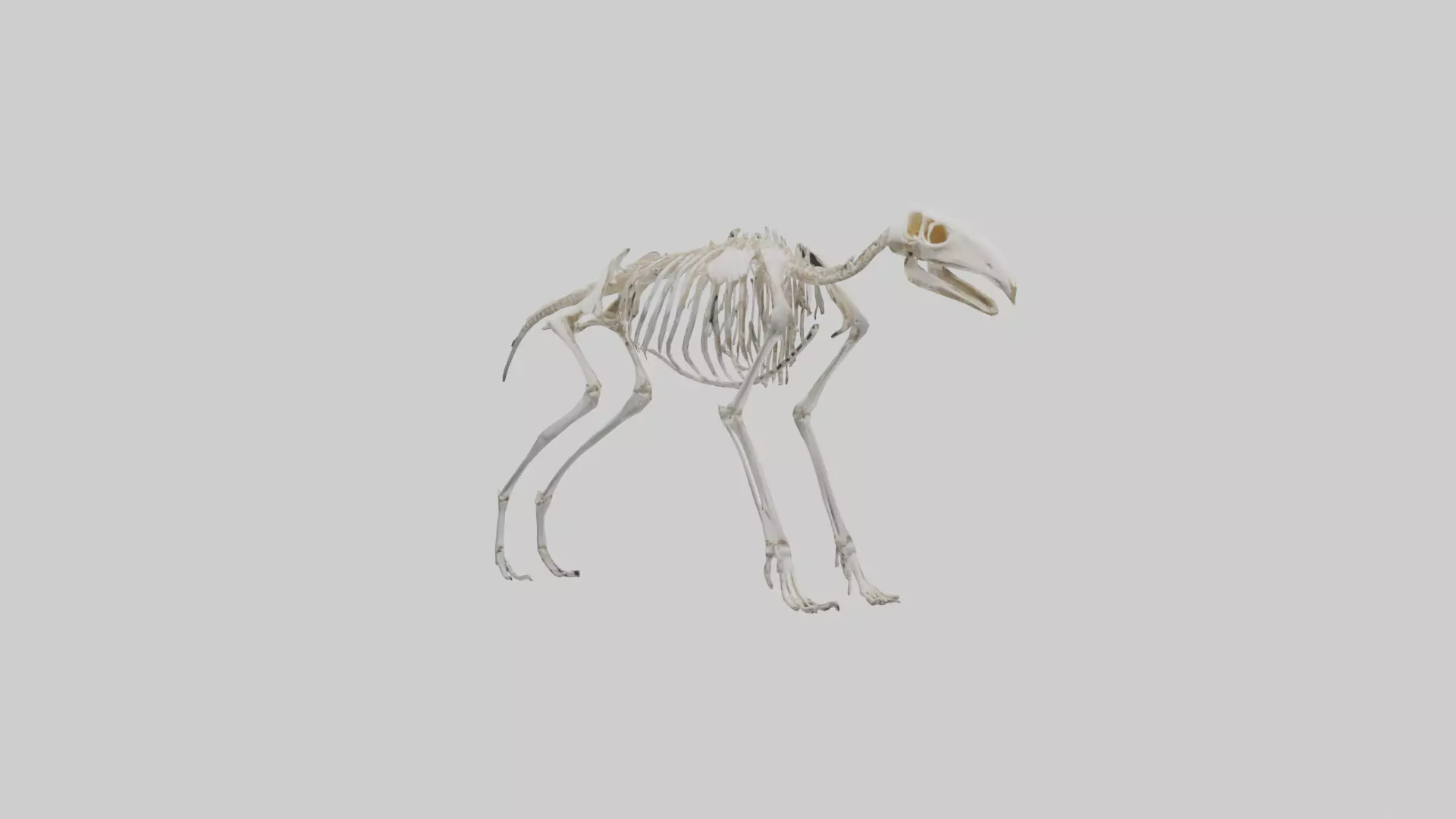 Giant Anteater Skeleton model Low-poly 3D model_0