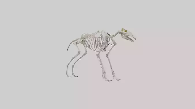 Giant Anteater Skeleton model