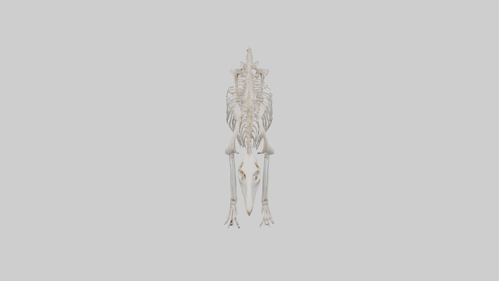 Giant Anteater Skeleton model Low-poly 3D model_16